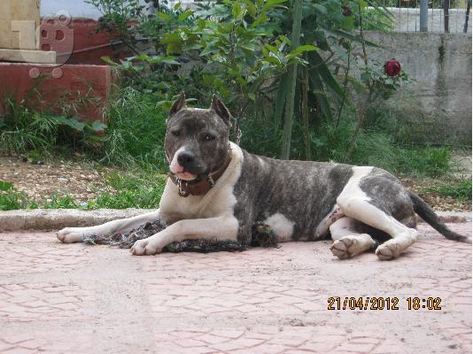 PoulaTo: pit bull