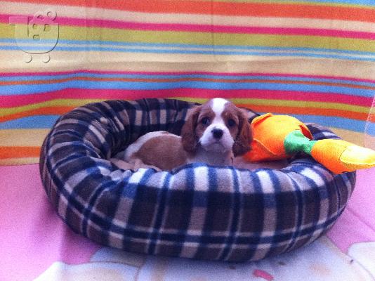 PoulaTo: King Charles Cavalier