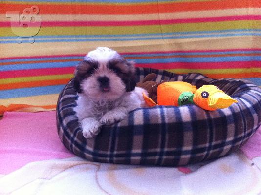 PoulaTo: Shih Tzu