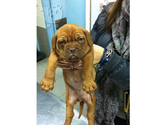 πωλειται θυλικο μαστιφ κουταβι- dogue de bordeaux