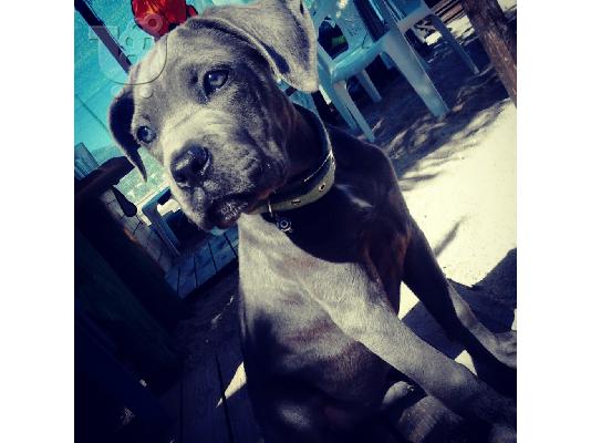 cane corso