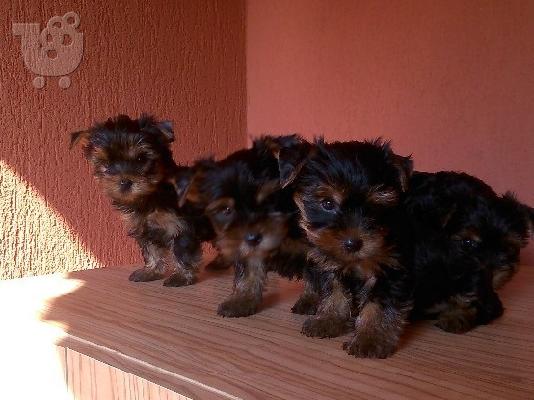 YORKSHIRE TERRIER