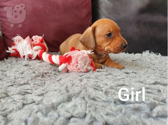 Dachshund Puppies
