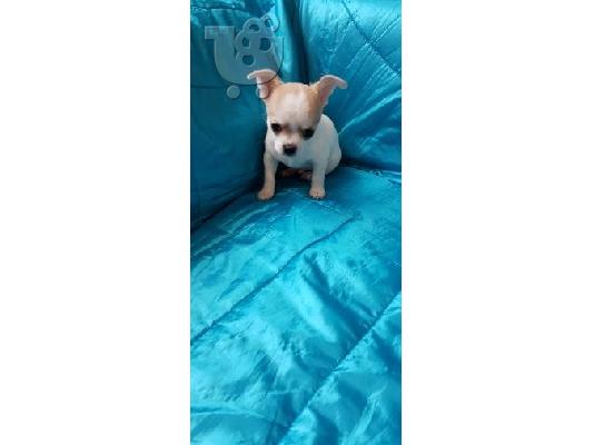 Chihuahua σκυλιά και κουτάβια προς πώληση