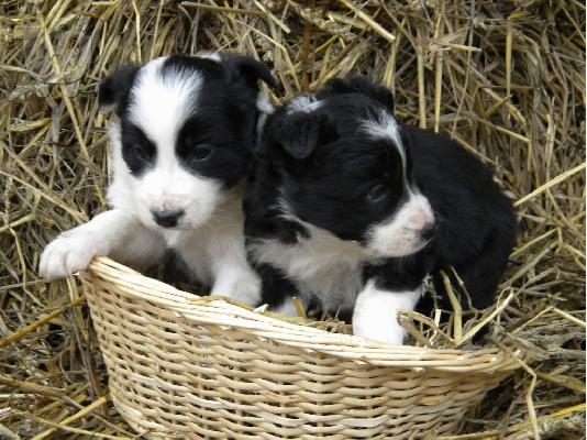 BORDER COLLIE
