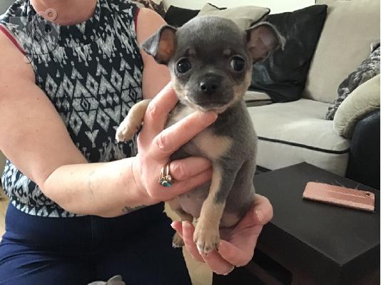 PoulaTo: T-Cup Chihuahua
