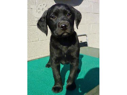 PoulaTo: Buckshot the Labrador Retriever