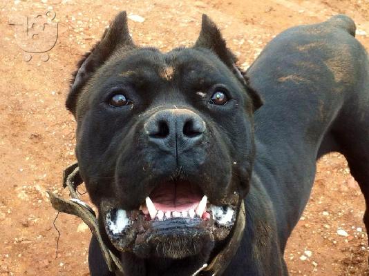 PoulaTo: CANE CORSO
