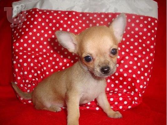 Τσιουαουα μινι - Chihuahua mini