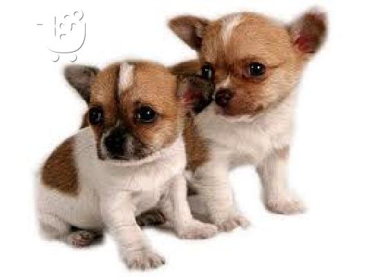PoulaTo: TSICHOUAOUA  PUPPIES FOR SALE