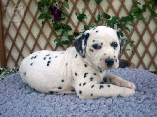 Dalmatian κουτάβια προς πώληση