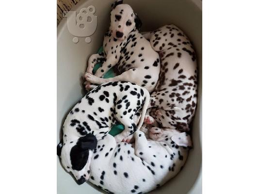 dalmatian