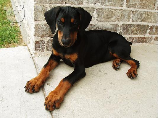 PoulaTo: Ντόμπερμαν / Doberman