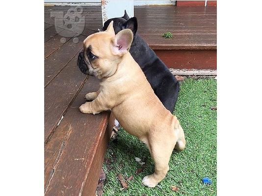 PoulaTo: Πολύτιμα κουτάβια Pomeranian