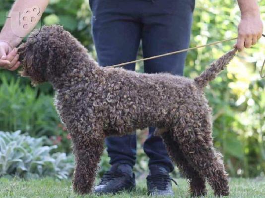 Κουτάβια Lagotto Romagnolo