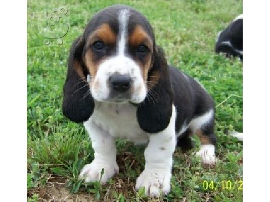 PoulaTo: Υγιή κουτάβια Basset Hound