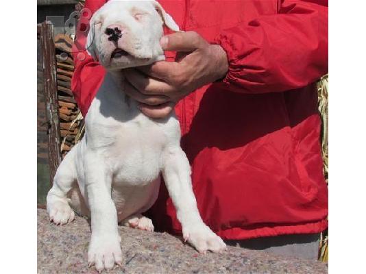 PoulaTo: DOGO ARGENTINO