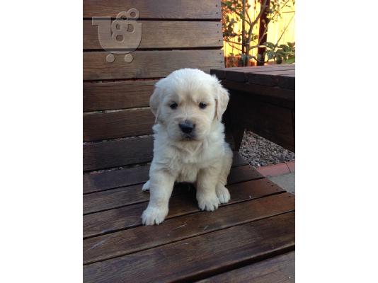 Διατίθενται κουτάβια Golden Retriever