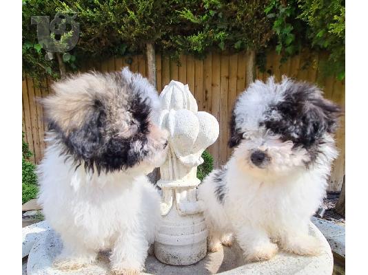 PoulaTo: Διατίθενται κουτάβια Havanese