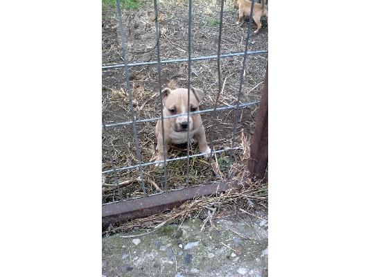 Διαθεσιμo κουταβι Pitbull Amstaff Θυληκo