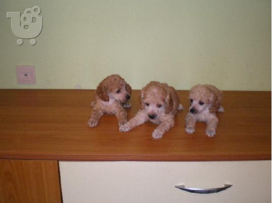 PoulaTo: Kanis terrier
