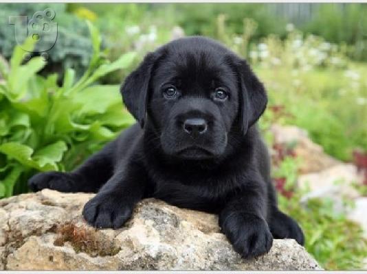 Labrador Retriever, diathétoume arseniká kai thilyká