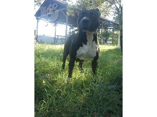 PoulaTo: Pit-Bull american staffordshire