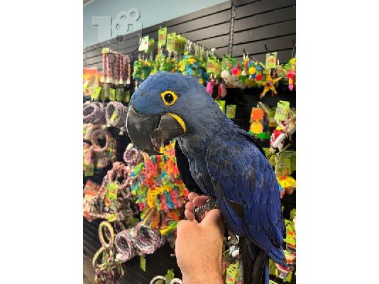 PoulaTo: Εξημερωμένοι Μπλε Υάκινθος Παπαγάλοι Macaw