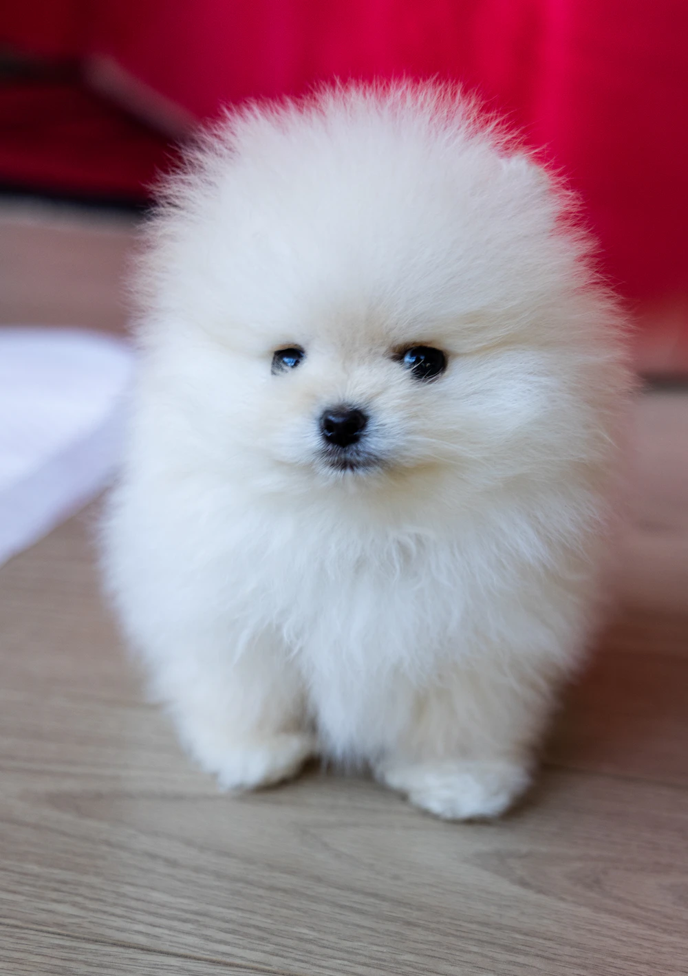 PoulaTo: Pomeranian toy