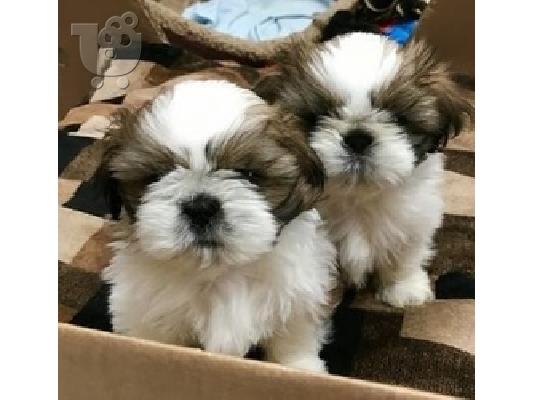 PoulaTo: όμορφα κουτάβια shih tzu