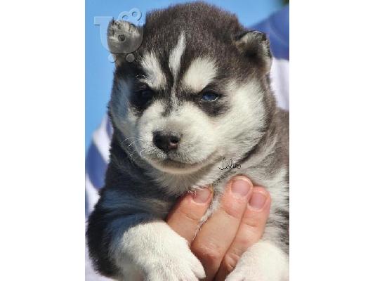 PoulaTo: Siberian Husky κουτάβια