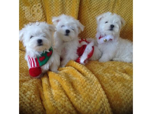 Lovely Maltes Pups Πλήρως δοκιμασμένο για την υγεία