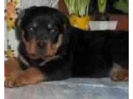 PoulaTo: (ROTTWAILER ( ΡΟΤΒΑΙΛΕΡ)) Ροτβάιλερ