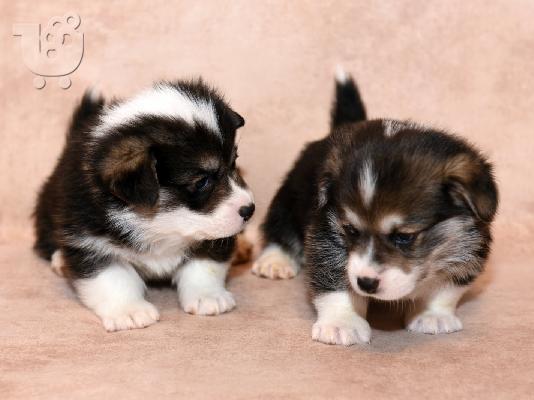 Κουτάβια Pembroke Welsh Corgi