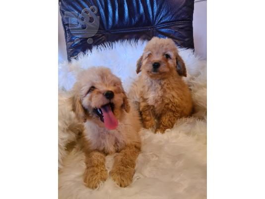 Labradoodle κουτάβια προς πώληση