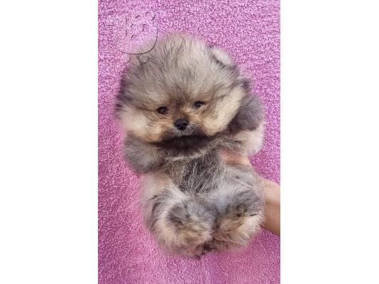 Pomeranian Spitz κουτάβια