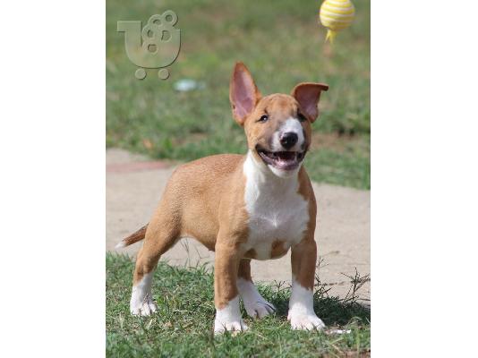 Κουτάβια Mini Bull Terrier