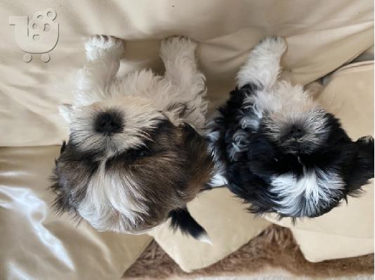 Πανέμορφο Shih Tzu προς πώληση.