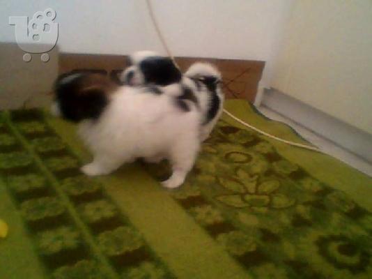 pekinoua