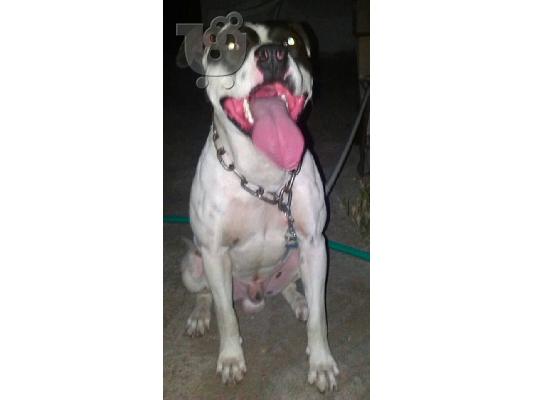 pwlite american pitbull