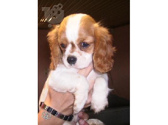 CAVALIER KING SPANIEL- ΚΑΒΑΛΙΕΡ