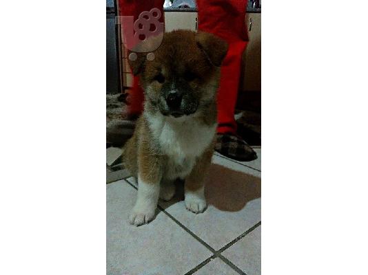 AKITA INU