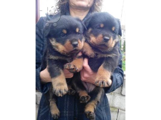 PoulaTo: ROTTWEILER