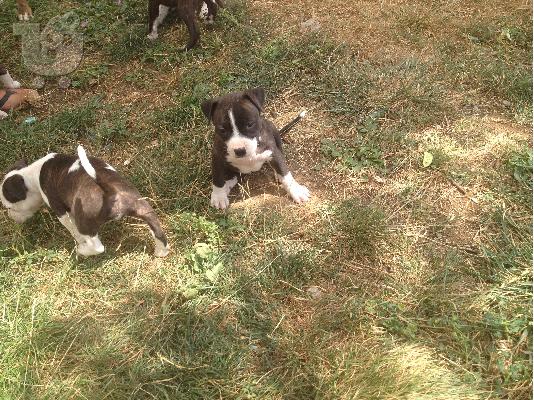 PoulaTo: pit bull