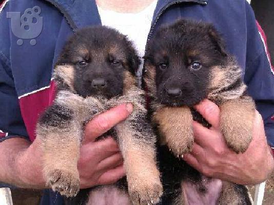German Shepherd καθαροαιμα Αθηνα-Θεσσαλονικη-κρητη 6979314054...