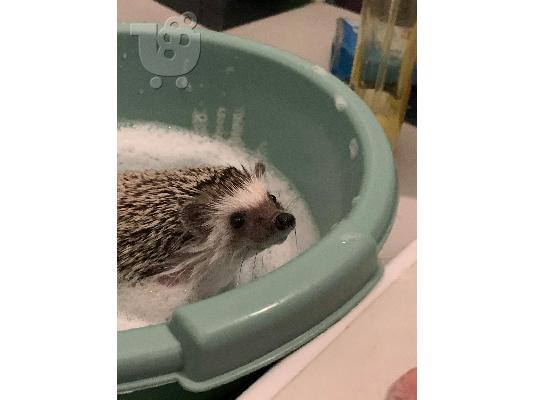 African pygmy hedgehog / σκαντζοχοιράκι