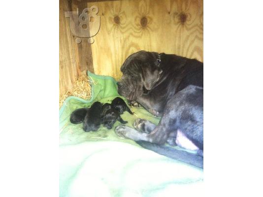 Cane Corso Καθαρόαιμα Κουτάβια