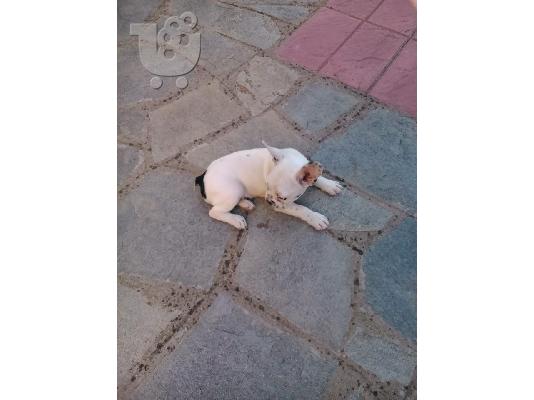ΓΑΛΛΙΚΟ ΜΠΟΥΛΝΤΟΓΚ