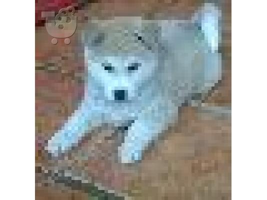 PoulaTo: Ακίτα ΚΟΥΤΑΒΙ ΚΑΘΑΡΟΑΙΜΟ 2 ΜΗΝΩΝ Τιμή: 399€ microchip ΒΙΒΛΙΑΡΙΟ: