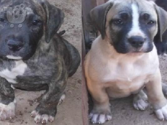 PoulaTo: DOGO CANARIO ΚΟΥΤΑΒΙΑ